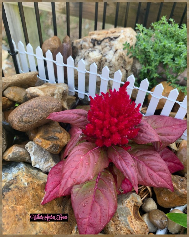 FairyGarden_WhatAmberLoves_6